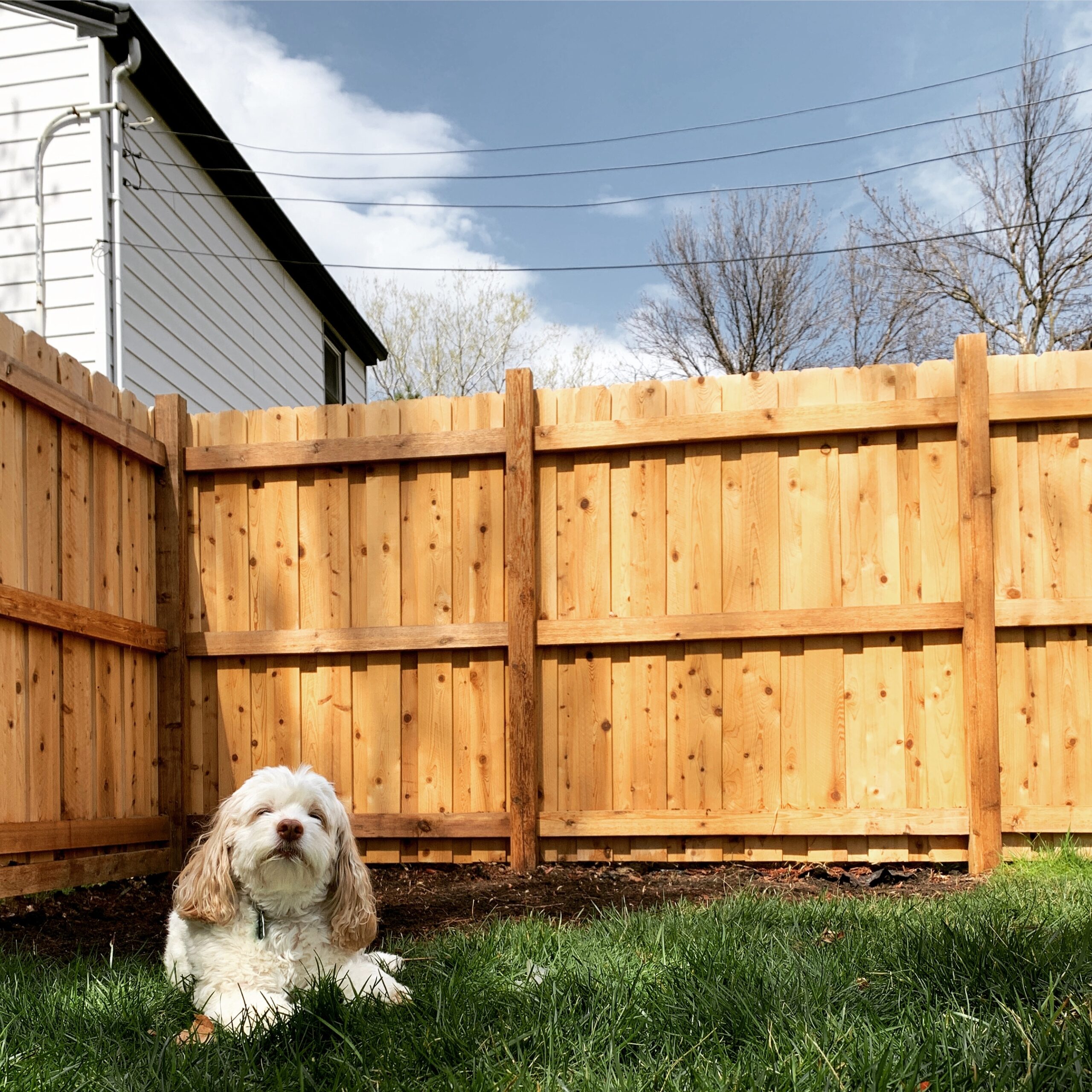 backyard wooden fence